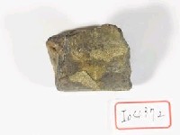 藏品(鹿下顎骨)的圖片